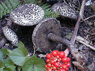 Fungi Image