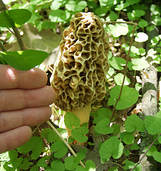 Morel