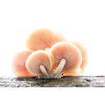 Do You Know ... Rhodotus palmatus