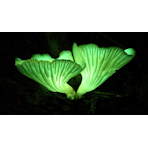 Gigantic Bioluminescent Fungal Networks of the Amazon