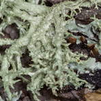 The Corticolous Lichens in My Backyard, Jim Cornish 