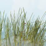 Mycorrhizal Sedge: Composition and Abundance of Mycorrhizal Fungi, Samuel David