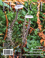 FUNGI  Magazine Winter 2012