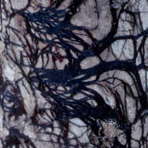 winter-2022-rhizomorphs